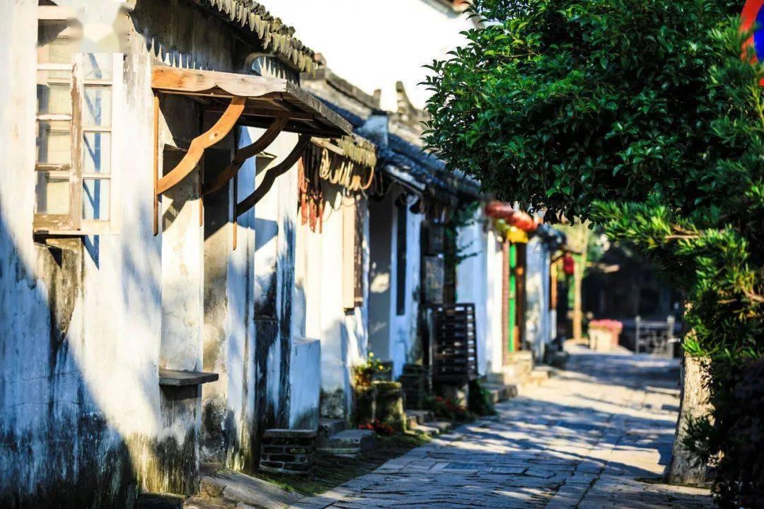 忍者鲨鱼